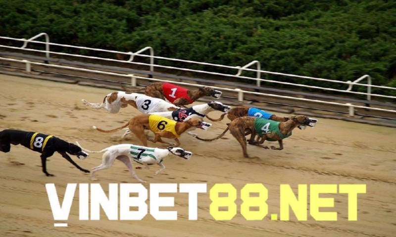 Place Bet là một trong các loại kèo cá cược đua chó phổ biến hiện nay